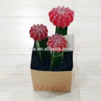 High Quality Wholesale Potted Succulent Cactus Indoor Plants